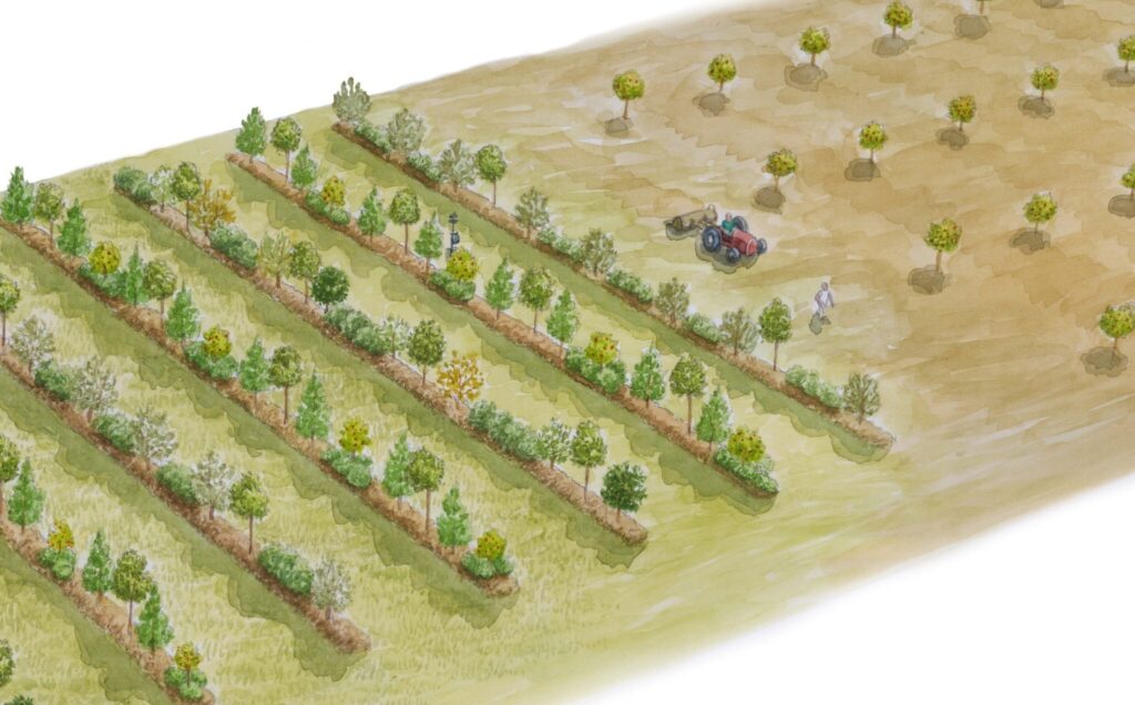 Agroforest new photo x